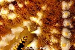 starfish by Peet Van Eeden 